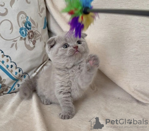 Photo №2 de l'annonce № 83554 de la vente scottish fold - acheter à USA annonce privée