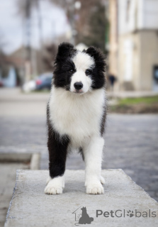 Photo №4. Je vais vendre border collie en ville de Сивац. éleveur - prix - négocié