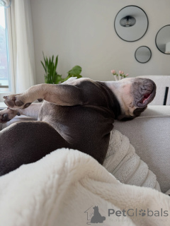 Photo №4. Je vais vendre bouledogue en ville de Berdorf. annonce privée - prix - négocié