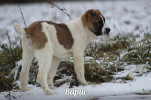 Photos supplémentaires: Chiots de haute race du berger d'Asie centrale