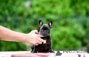 Photo №4. Je vais vendre bouledogue en ville de Valeovo. éleveur - prix - négocié
