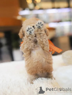 Photo №3. Maison pour chiots Hendricks. Emirats Arabes Unis