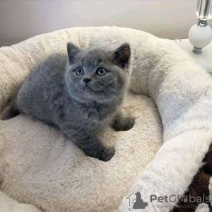 Photo №2 de l'annonce № 123046 de la vente british shorthair - acheter à Hongrie annonce privée