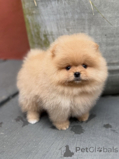 Photo №3. Chiots de Poméranie de race pure avec des personnalités ludiques !. Allemagne