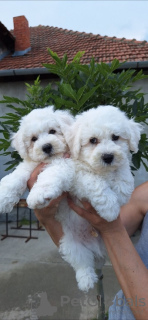 Photo №4. Je vais vendre bichon à poil frisé en ville de Kikinda.  - prix - Gratuit