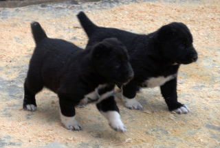 Photos supplémentaires: Grands chiots du berger d'Asie centrale