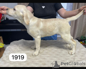 Photo №2 de l'annonce № 132241 de la vente labrador retriever - acheter à Fédération de Russie annonce privée