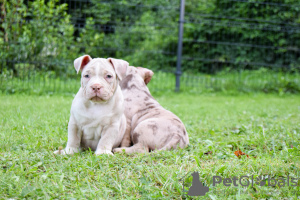 Photos supplémentaires: American Bully poche merle