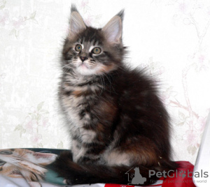 Photo №4. Je vais vendre maine coon en ville de Saint-Pétersbourg. de la fourrière, éleveur - prix - 399€