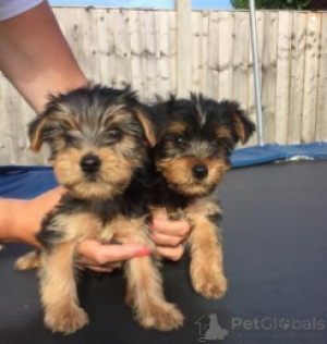 Photo №3. Magnifique chiots de Yorkshire Terrier WhatsApp 64 9-889 4165. Suisse