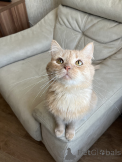 Photo №4. Je vais vendre  en ville de Minsk.  - prix - Gratuit