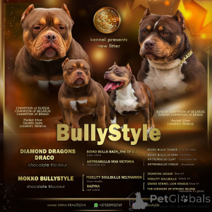 Photo №1. american bully - à vendre en ville de Riga | 2000€ | Annonce №138737