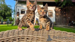 Photo №1. bengal - à vendre en ville de Munich | négocié | Annonce № 169845
