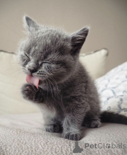 Photo №1. british shorthair - à vendre en ville de Berchtesgaden | 300€ | Annonce № 173820
