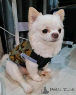 Photo №1. chihuahua - à vendre en ville de Dembava | négocié | Annonce №167019