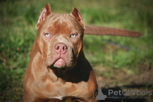 Photo №1. american bully - à vendre en ville de Москва | 986€ | Annonce №121593