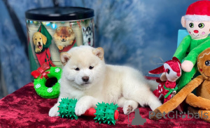 Photo №1. shiba - à vendre en ville de Manila | négocié | Annonce №75323