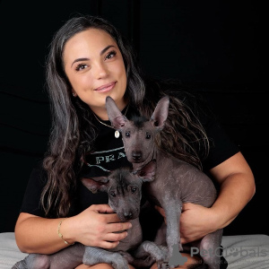 Photo №3. Chiots Xoloitzcuintle (chien sans poils mexicain). La croatie