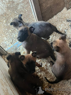 Photo №4. Je vais vendre malinois en ville de Ath. annonce privée - prix - Gratuit