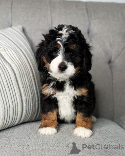 Photo №1. chien bâtard - à vendre en ville de Berlin | négocié | Annonce №168959