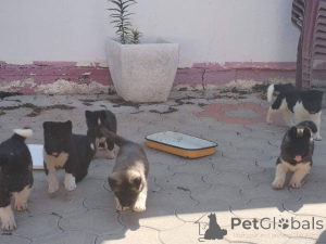 Photo №1. akita américain - à vendre en ville de Ruma | négocié | Annonce №173464