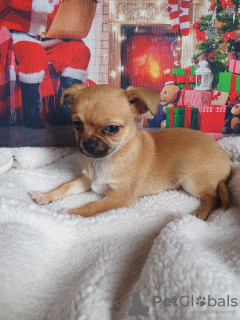 Photo №2 de l'annonce № 129510 de la vente chihuahua - acheter à Georgia annonce privée, de la fourrière, éleveur