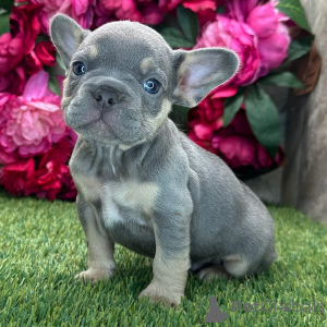 Photo №1. bouledogue - à vendre en ville de New york | 775€ | Annonce №175386