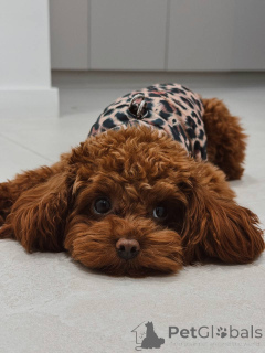 Photo №2 de l'annonce № 159965 de la vente caniche (jouet) - acheter à La Grande-Bretagne annonce privée