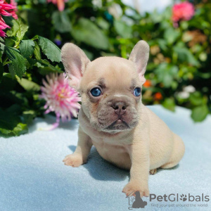 Photo №1. bouledogue - à vendre en ville de Вашингтон | 379€ | Annonce №114723