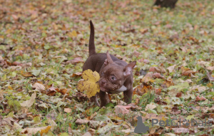 Photo №4. Je vais vendre american bully en ville de Helsinki. éleveur - prix - 1600€