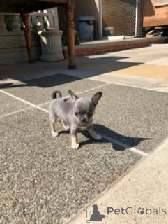 Photo №1. chihuahua - à vendre en ville de ЈAslovsk Bochuyce | négocié | Annonce №169538