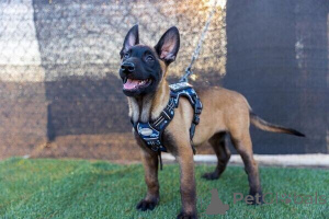 Photo №1. griffon bruxellois - à vendre en ville de Culemborg | négocié | Annonce №170362