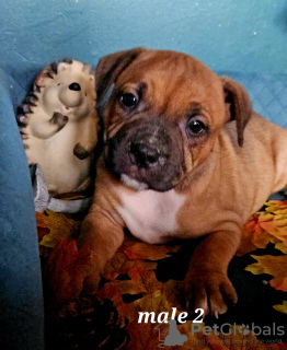 Photo №1. staffordshire bull terrier - à vendre en ville de Vuillafans | 1600€ | Annonce №78623