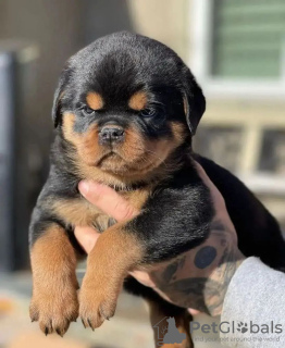 Photo №1. rottweiler - à vendre en ville de Prague | négocié | Annonce №83740