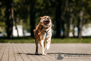 Photo №3. Le gentil chien Shamub cherche une famille !. Fédération de Russie