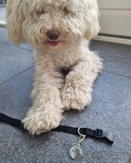 Photo №1. labradoodle - à vendre en ville de Amstetten | négocié | Annonce №156418