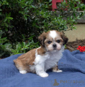 Photo №1. shih tzu - à vendre en ville de Plage de canon | 484€ | Annonce №174489