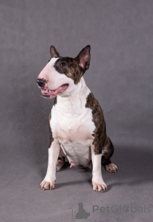 Photo №4. Je vais vendre bull terrier en ville de Poznan. annonce privée - prix - 1200€