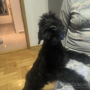 Photo №1. schnauzer géant - à vendre en ville de Belgrade | 600€ | Annonce №126404