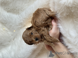 Photo №2 de l'annonce № 161955 de la vente maltipu - acheter à Fédération de Russie annonce privée