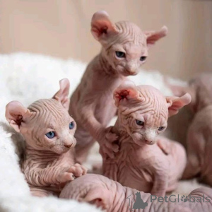 Photo №1. sphynx - à vendre en ville de Berlin | négocié | Annonce № 164187