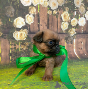 Photo №2 de l'annonce № 139048 de la vente petit brabançon - acheter à Fédération de Russie 