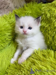 Photo №4. Je vais vendre ragdoll en ville de Denver. éleveur - prix - 244€