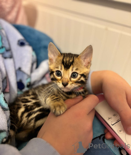 Photo №1. savannah - à vendre en ville de Франкфурт-на-Майне | 220€ | Annonce № 143445