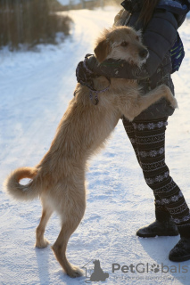 Photo №4. Je vais vendre chien bâtard en ville de Краснокамск. de l'abri - prix - Gratuit