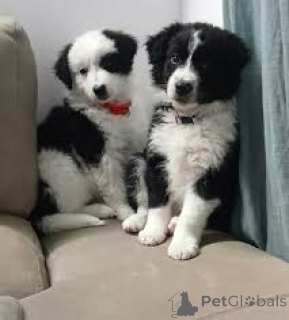 Photo №2 de l'annonce № 165971 de la vente border collie - acheter à Portugal annonce privée, éleveur