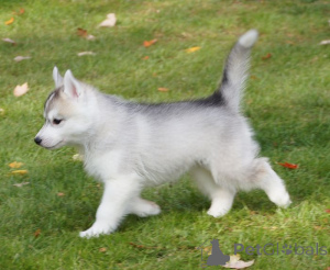Photo №3. Chiots husky sibériens talentueux à offrir.. USA