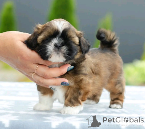 Photo №1. shih tzu - à vendre en ville de Berlin | 800€ | Annonce №138875