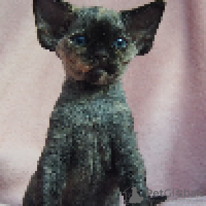 Photo №2 de l'annonce № 114804 de la vente devon rex - acheter à Pologne éleveur