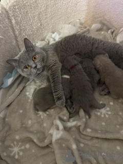Photo №1. british shorthair - à vendre en ville de Géel | Gratuit | Annonce № 165680